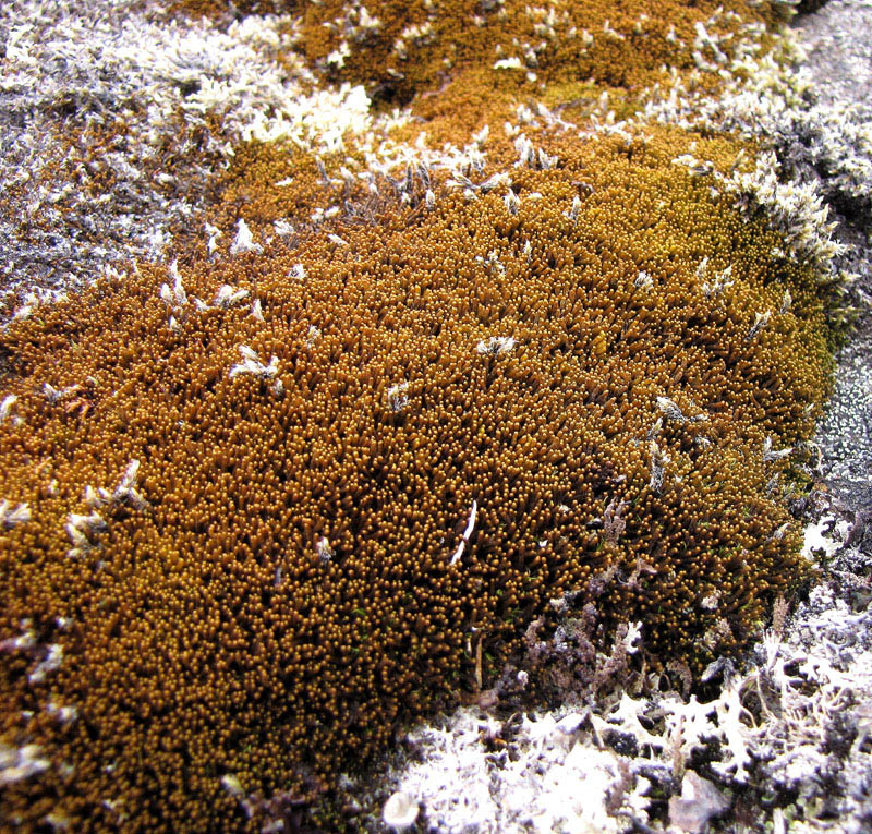 Tetralophozia setiformis